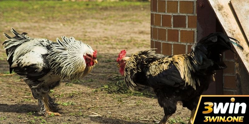 Các loại hình thi đấu đá gà 3win đáng chú ý