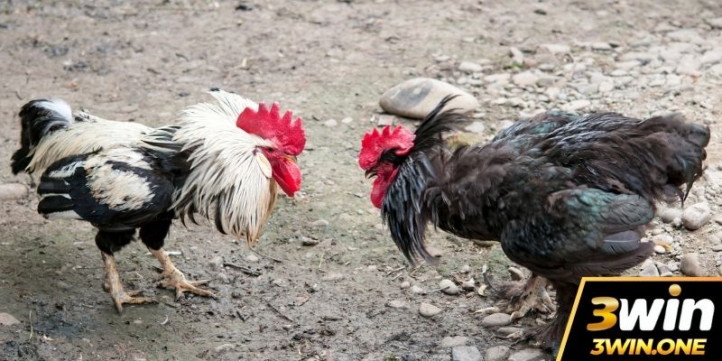 Tổng quan về đá gà 3win