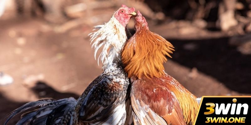 4 cách phòng bệnh cho gà đá vào mùa mưa siêu hiệu quả