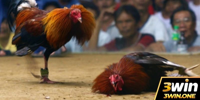 Anh em đừng quên đọc & phân tích lối đá